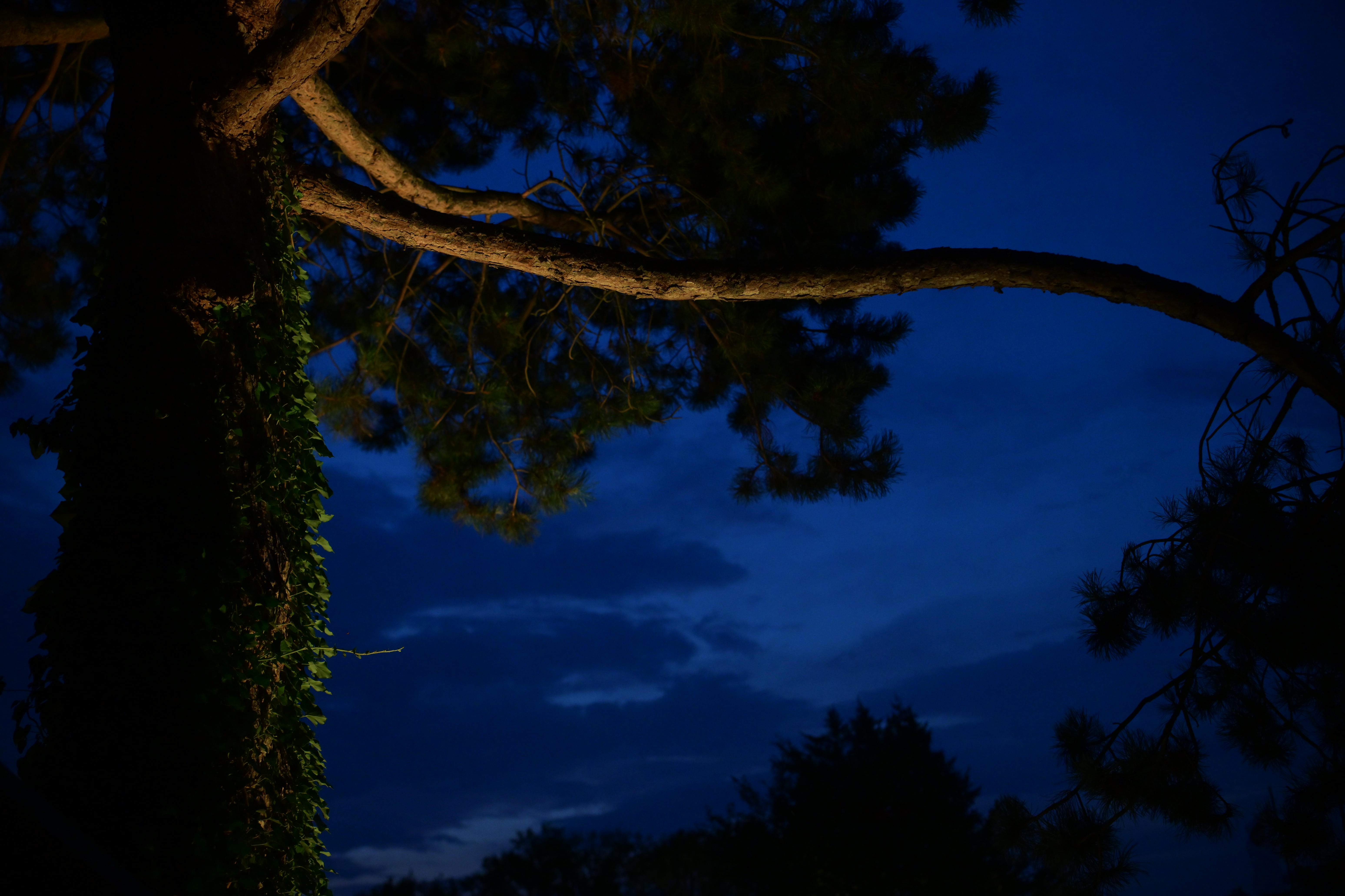 LK8_4381.JPG